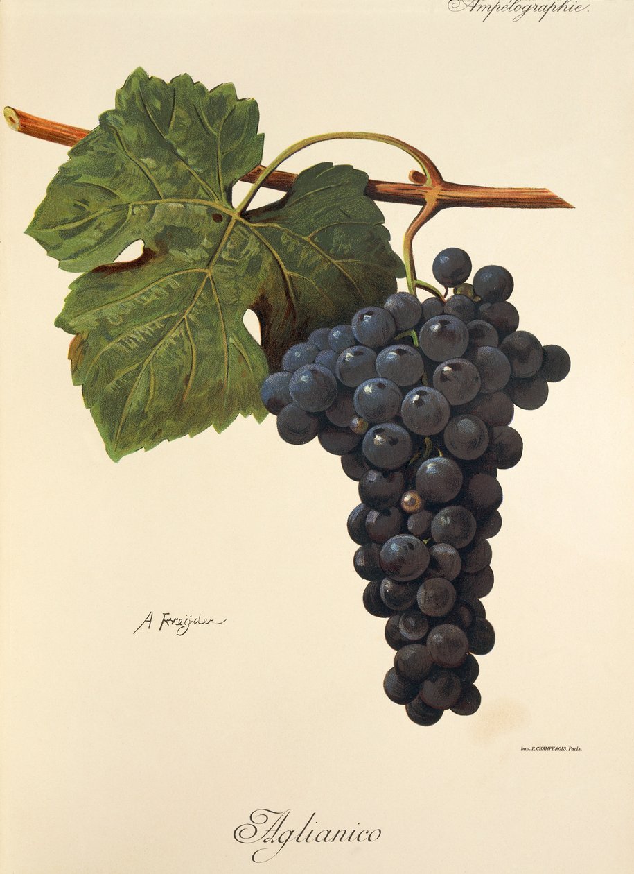 Aglianico-drue av A. Kreyder av Alexis Kreyder