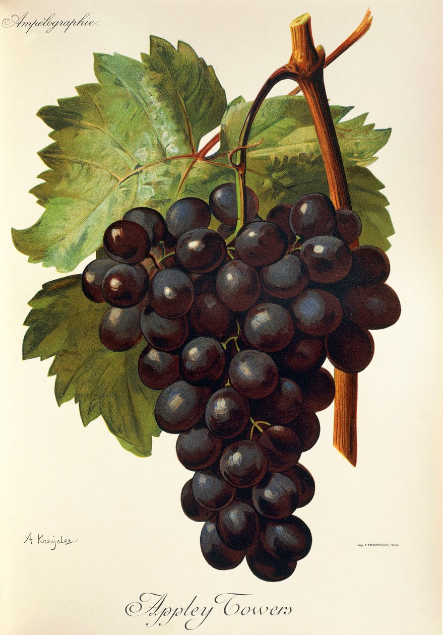 Appley Towers drue. Illustrasjon av A. Kreyder., Pessione, fra Traite General de Viticulture. Ampelografi av Alexis Kreyder
