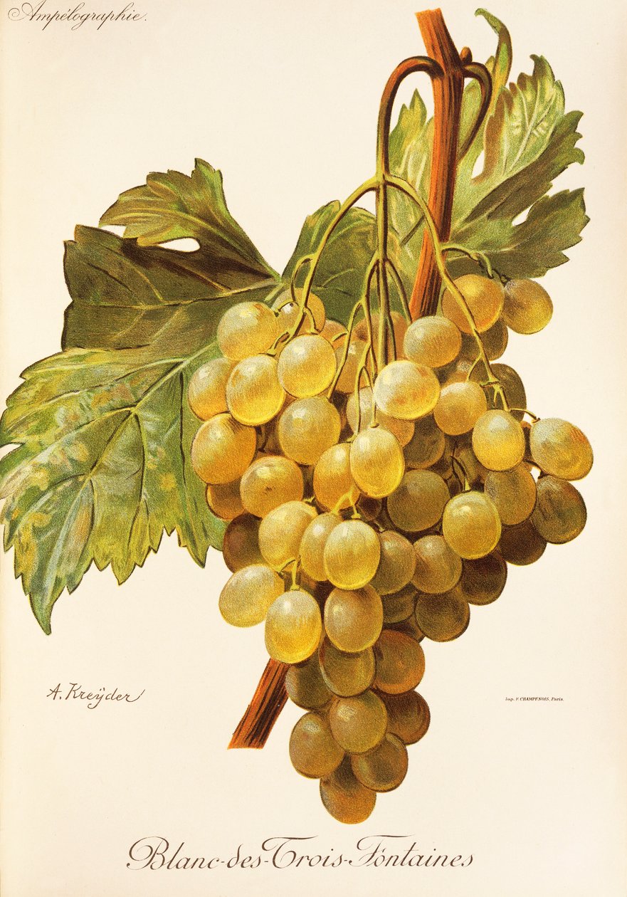 Blanc-des-Trois-Fontaines drue av A. Kreyder av Alexis Kreyder