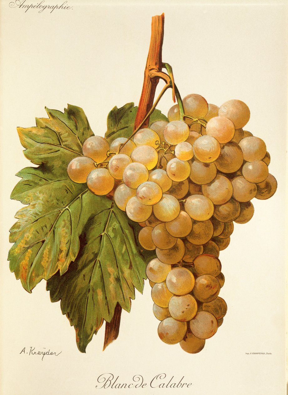 Blanc de Calabria drue av A. Kreyder av Alexis Kreyder