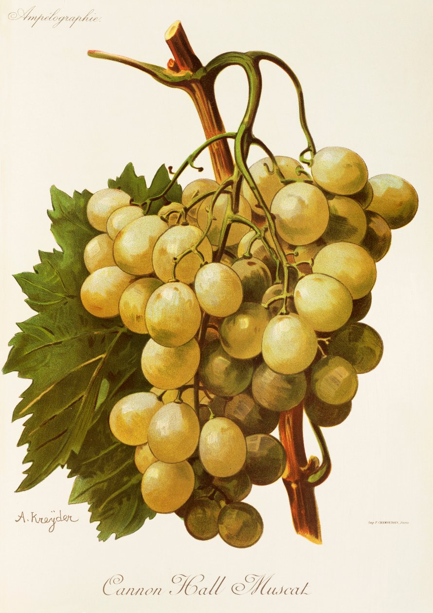 Cannon Hall Muscat-drue av A. Kreyder av Alexis Kreyder