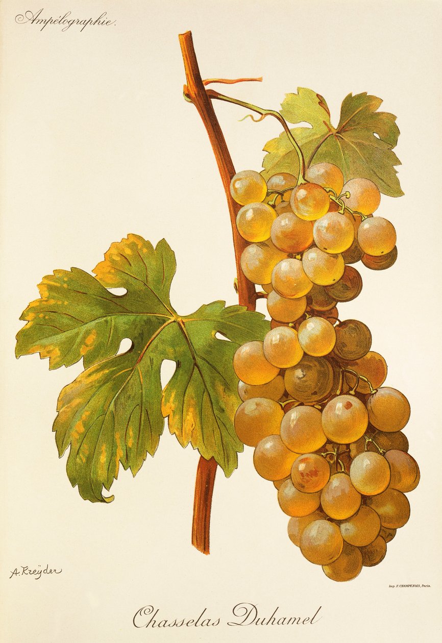 Chasselas Duhamel-drue av A. Kreyder av Alexis Kreyder