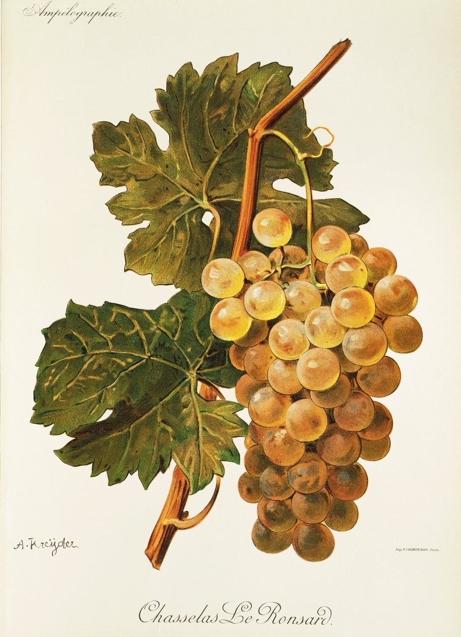 Chasselas Le Ronsard drue av A. Kreyder av Alexis Kreyder