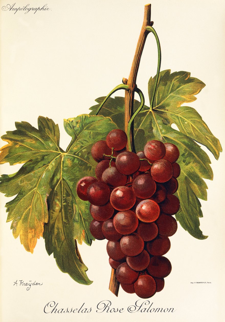 Chasselas Rose Salomon drue av A. Kreyder av Alexis Kreyder