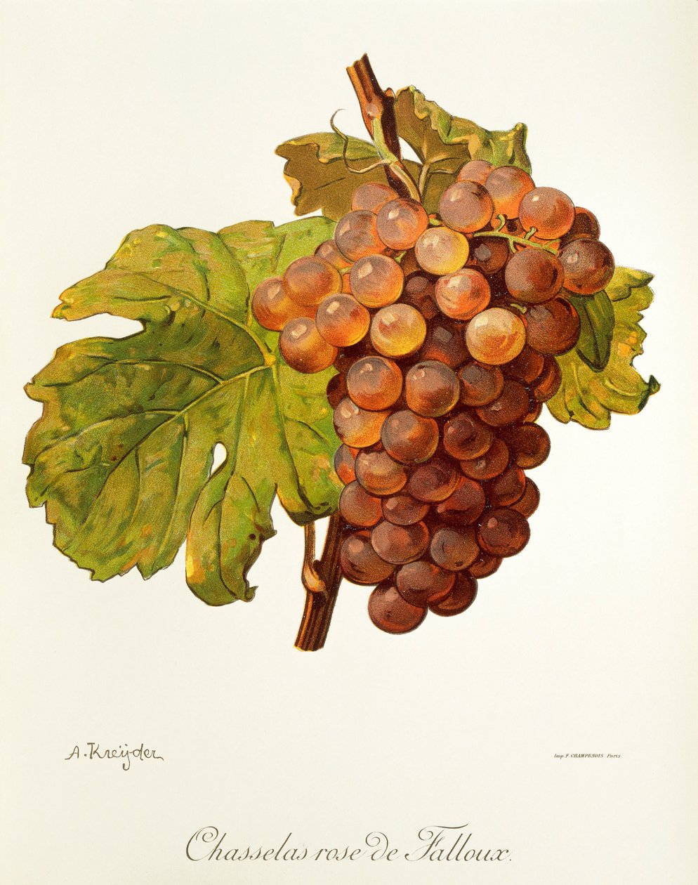 Chasselas Rose de Falloux drue av A. Kreyder av Alexis Kreyder