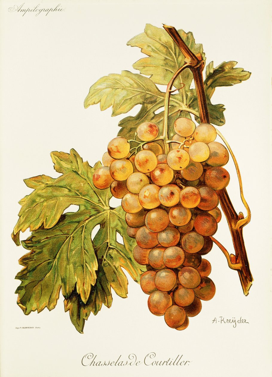 Chasselas de Courtiller drue av A. Kreyder av Alexis Kreyder