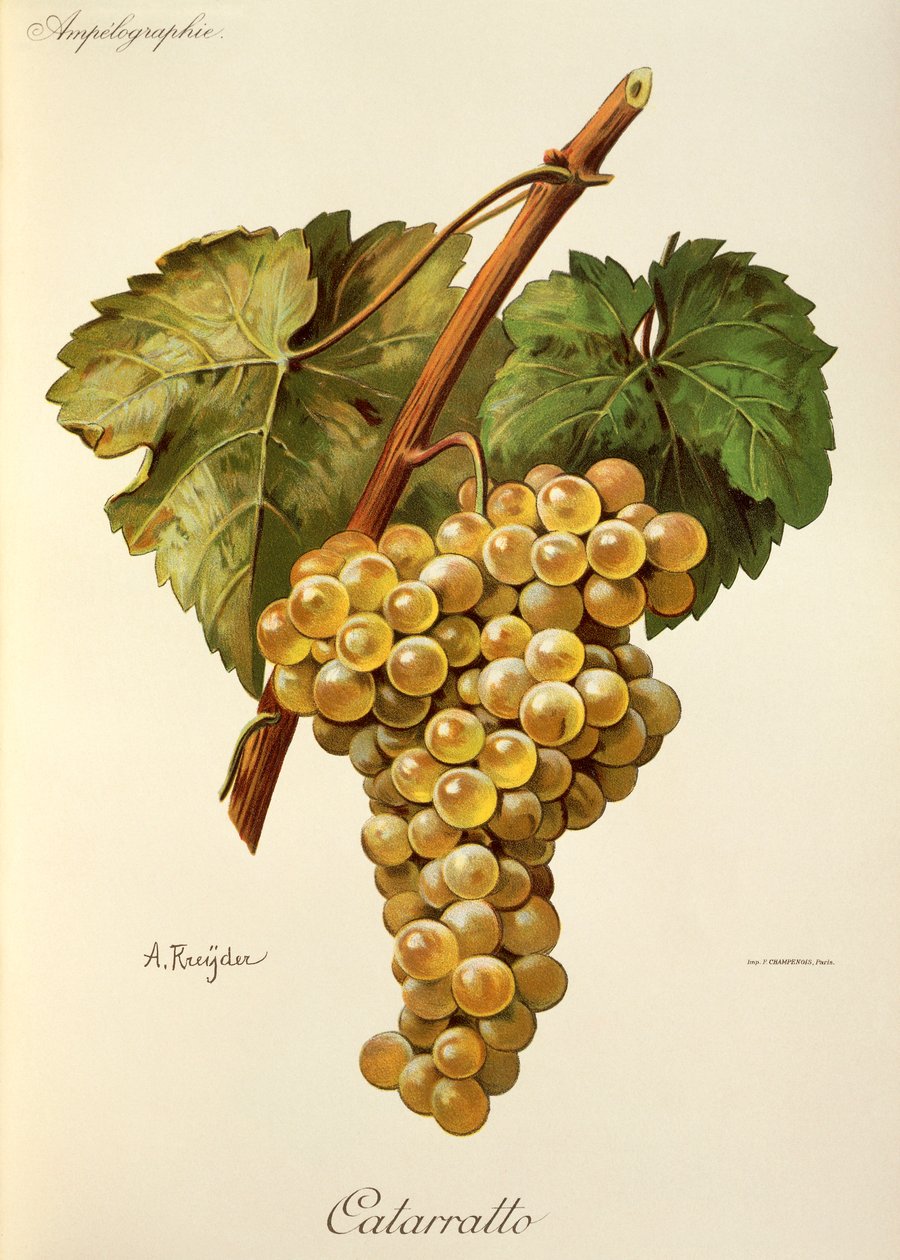 Fiano-drue av A. Kreyder av Alexis Kreyder