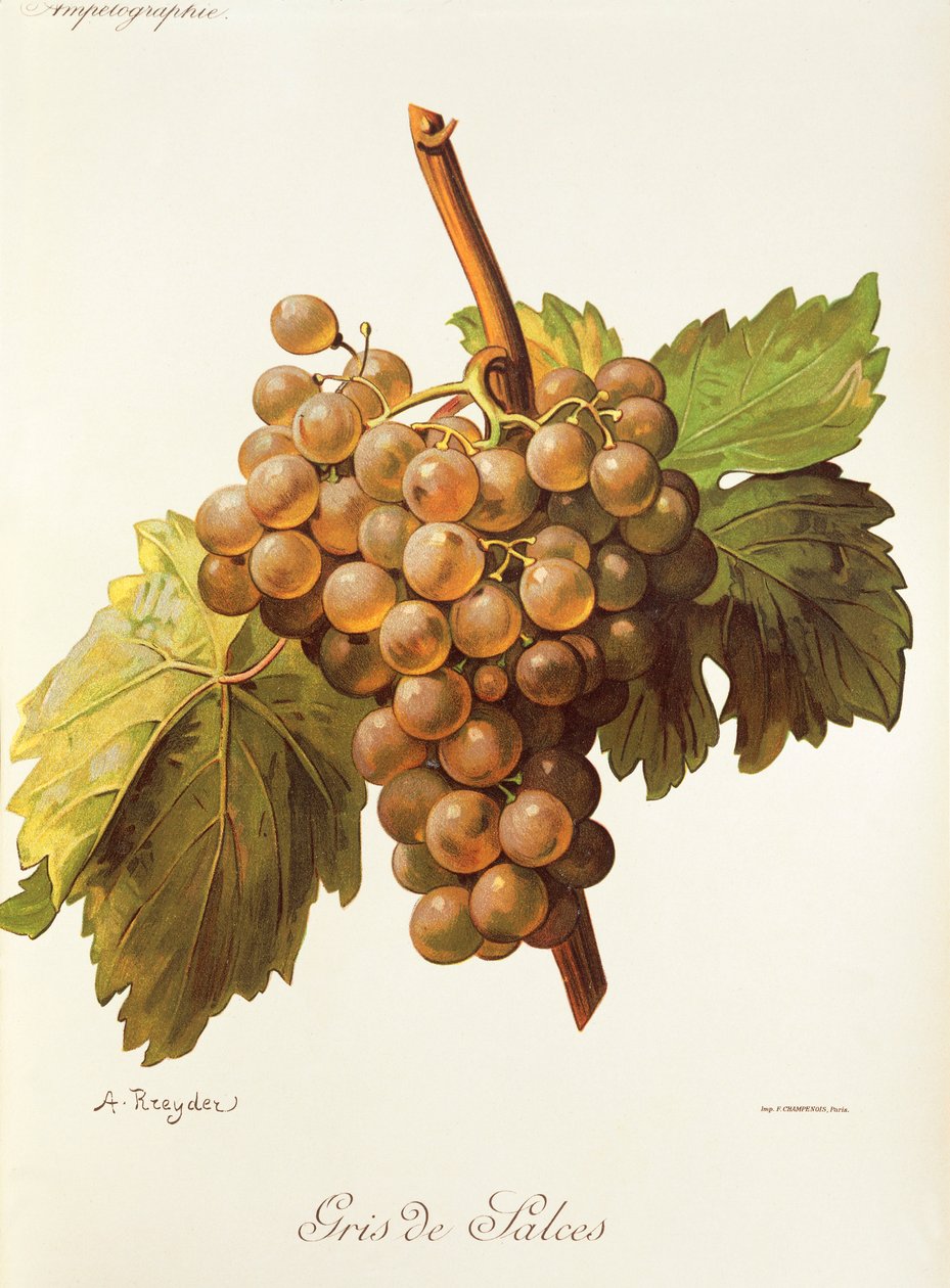 Gris de Salces drue av A. Kreyder av Alexis Kreyder