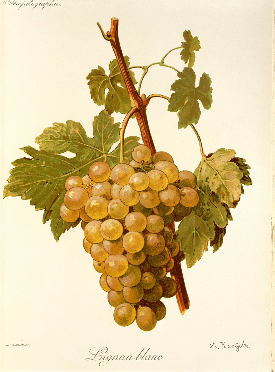Lignan Blanc drue av A. Kreyder av Alexis Kreyder