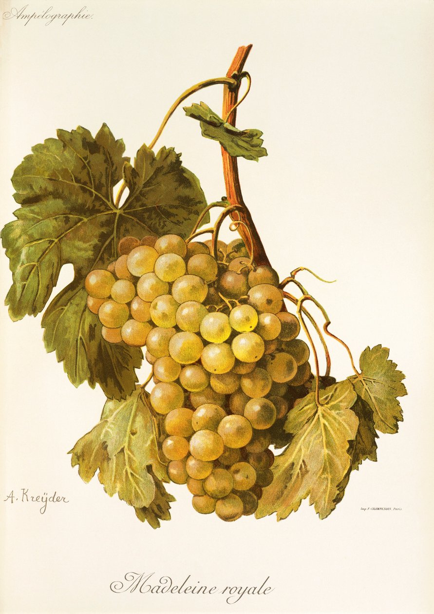 Madeleine Royale grape by A. Kreyder   1415020   no       norwegian Successfully Translated  Original: Frederica Louisa Wilhelmina (Louise; 1770-1819), prinses van Oranje-Nassau. Dochter van prins Willem V, echtgenote van Carel George August, erfprins van  av Alexis Kreyder