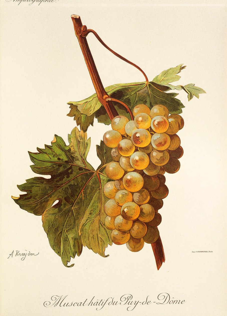 Muscat Hatif du Puy-de-Dome drue av A. Kreyder av Alexis Kreyder