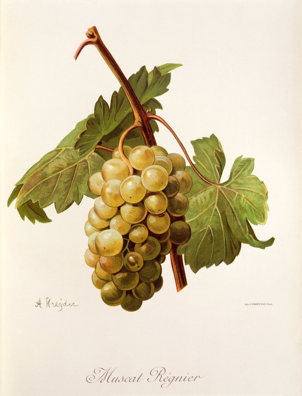 Muscat Regnier drue av A. Kreyder av Alexis Kreyder