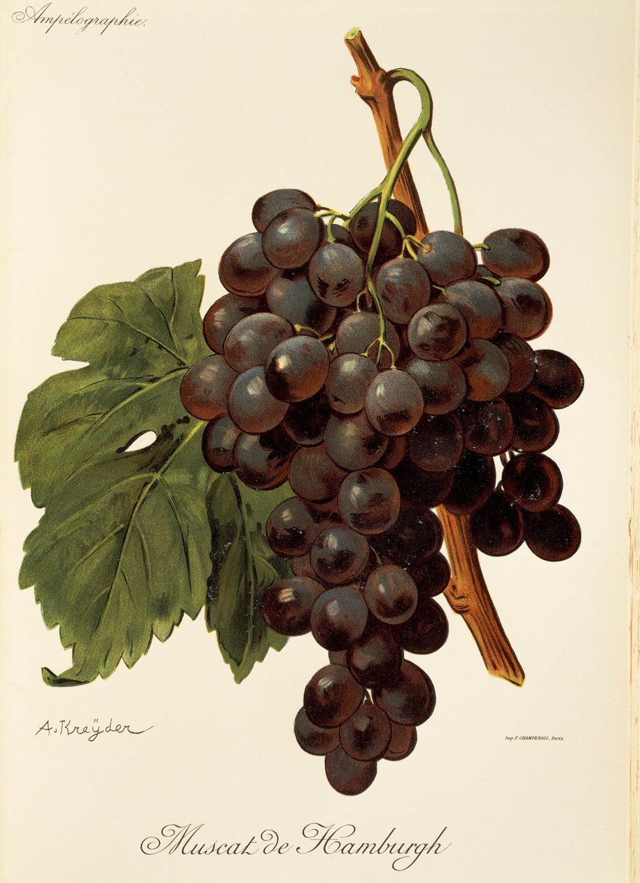 Muscat de Hamburgh drue av A. Kreyder av Alexis Kreyder