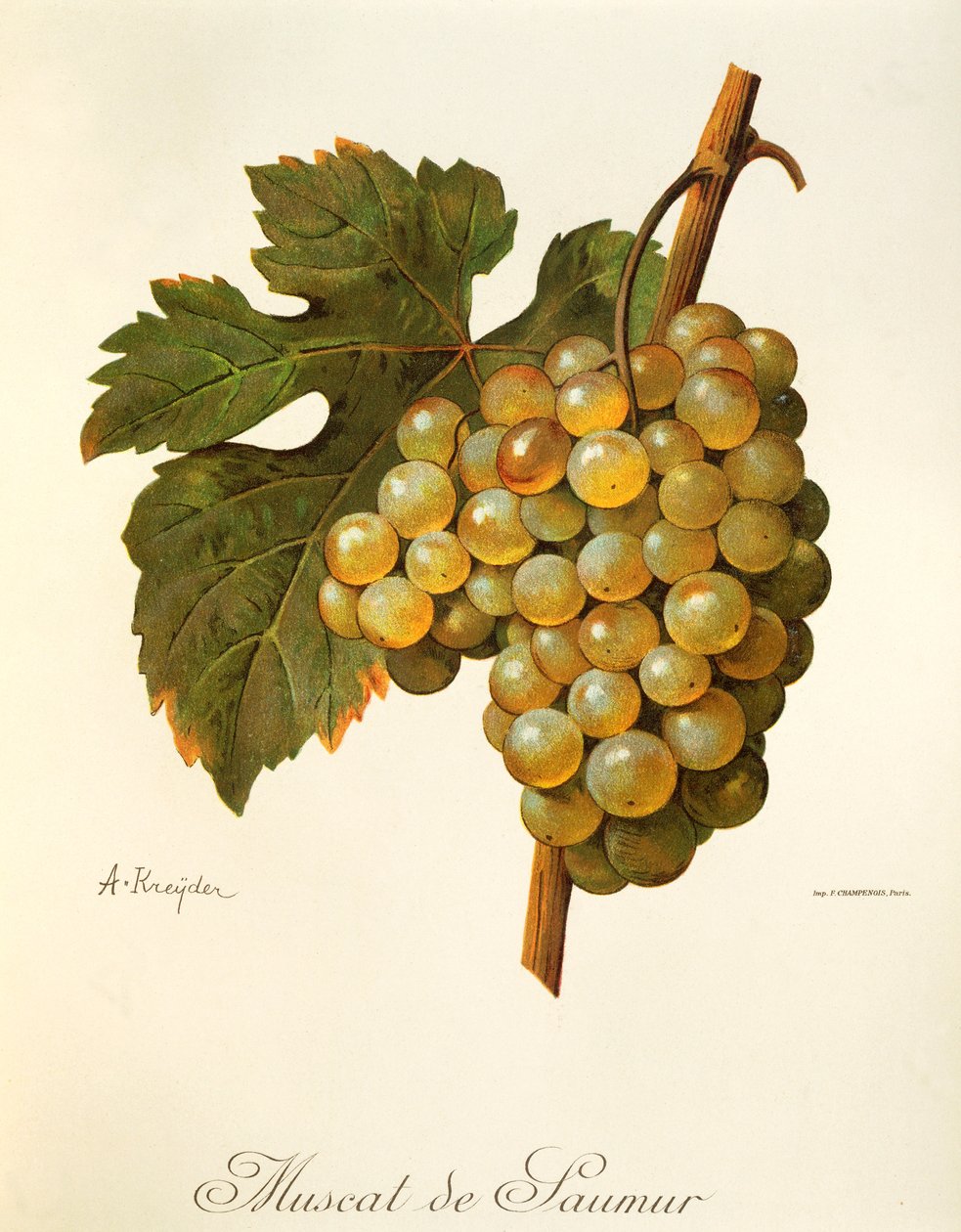 Muscat de Saumur drue av A Kreyder av Alexis Kreyder