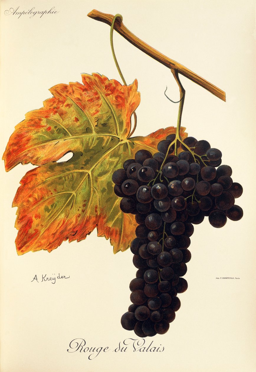 Rouge du Valais drue av A. Kreyder av Alexis Kreyder