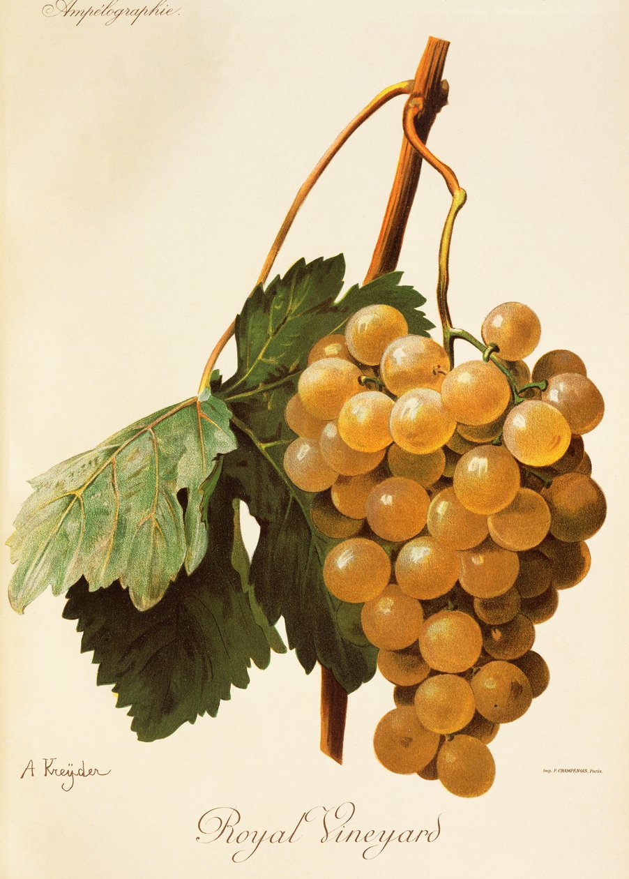 Royal Vineyard-drue av A. Kreyder av Alexis Kreyder