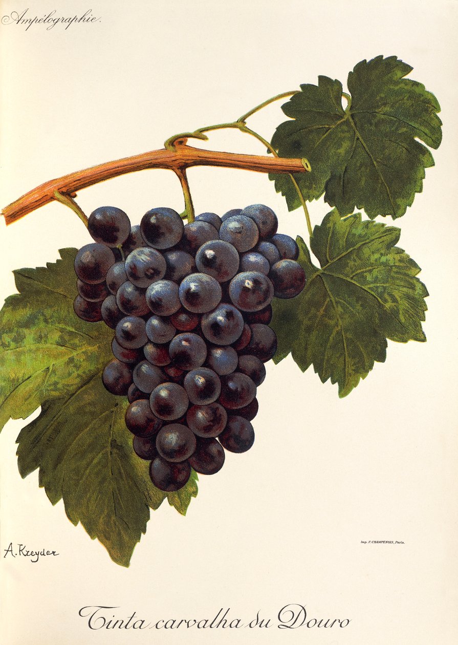Carvalha du Douro druemaling av A. Kreyder av Alexis Kreyder