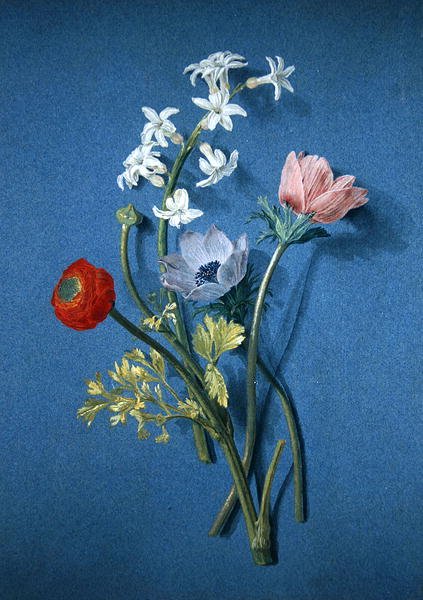 Ranunkel, anemoner og sjasmin (svart kritt med kroppsfarge og grå vask på blått papir) av Alexis Nicolas Perignon