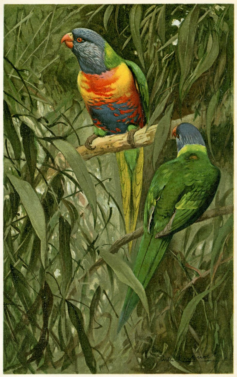 A Pair of Rainbow Lorikeets, 1890 (kromolitografi) av Alfred Brehm