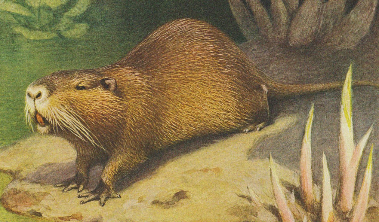 Coypu ca. 1900 av Alfred Brehm