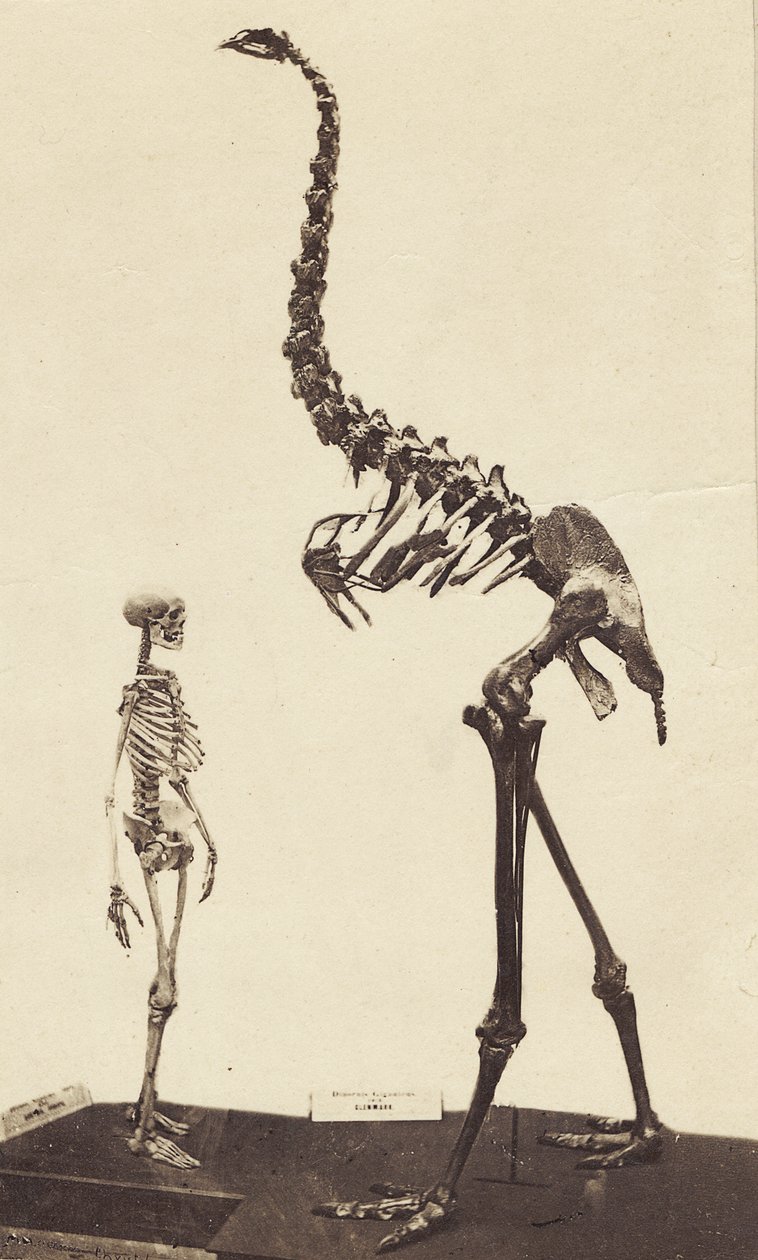 Man og Moa, ca. 1870 (albumintrykk) av Alfred Charles Barker
