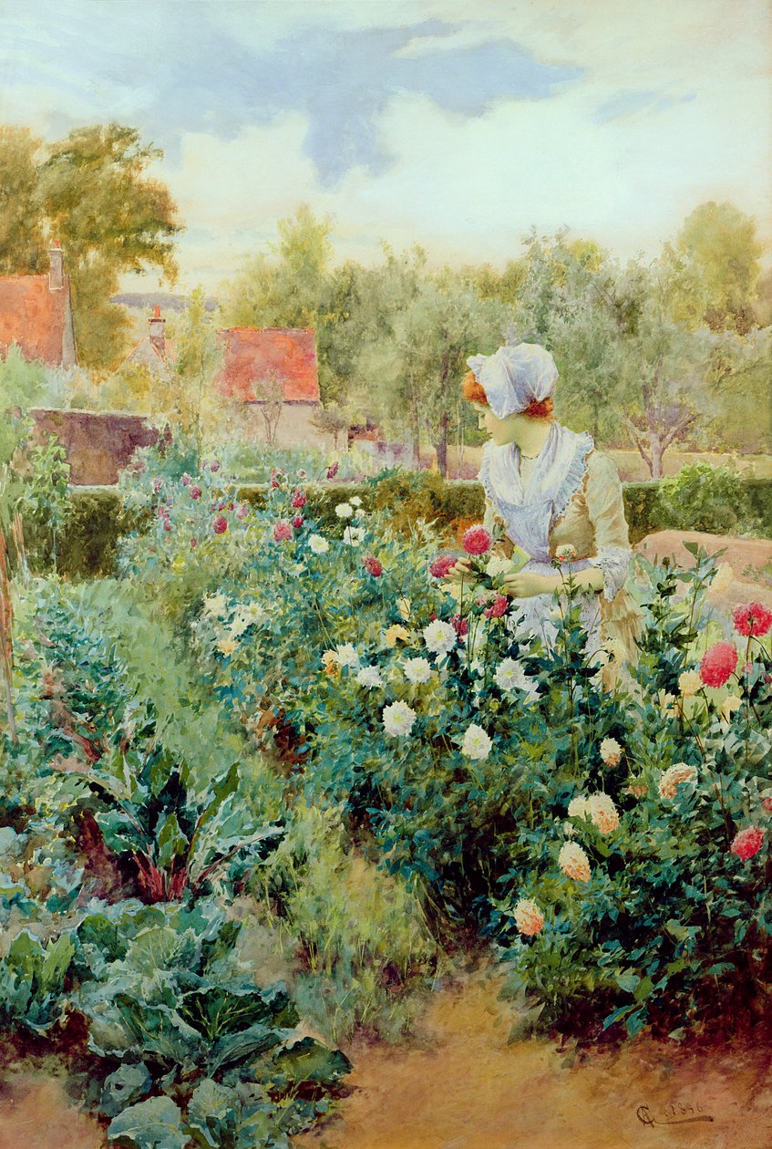Dahliaer, 1896 av Alfred, Jr. Glendening