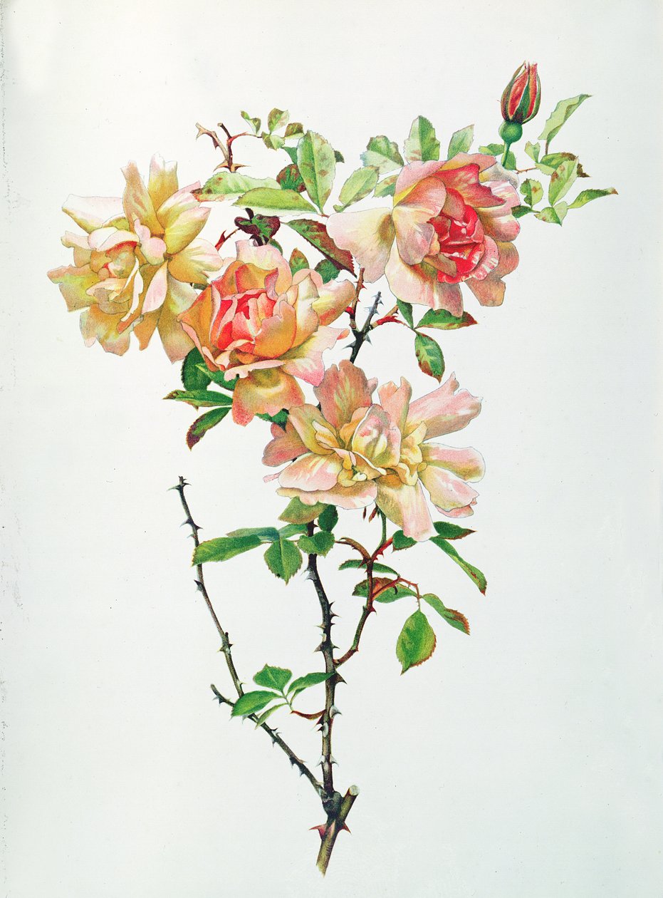 Rosa Chinsis av Alfred Parsons