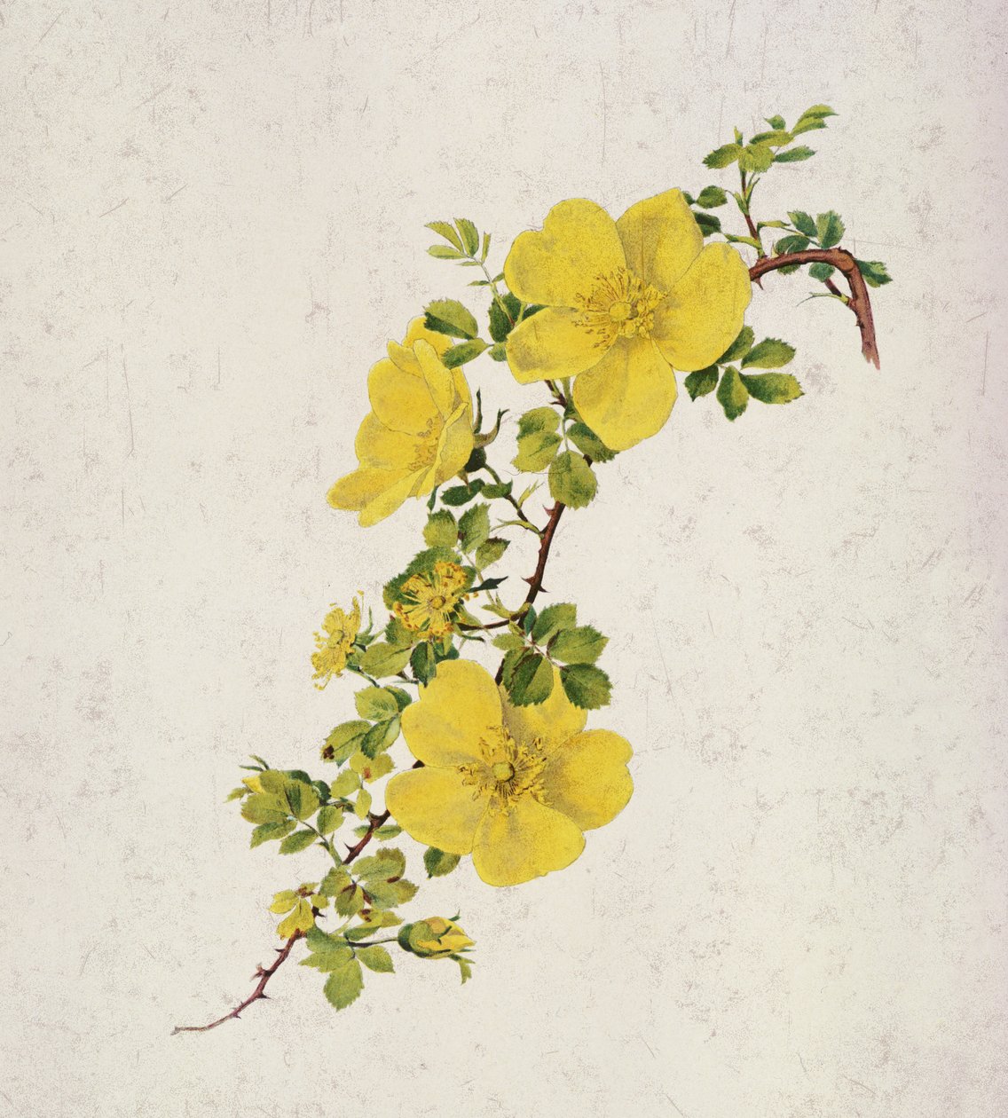 Rosa Foetida av Alfred Parsons