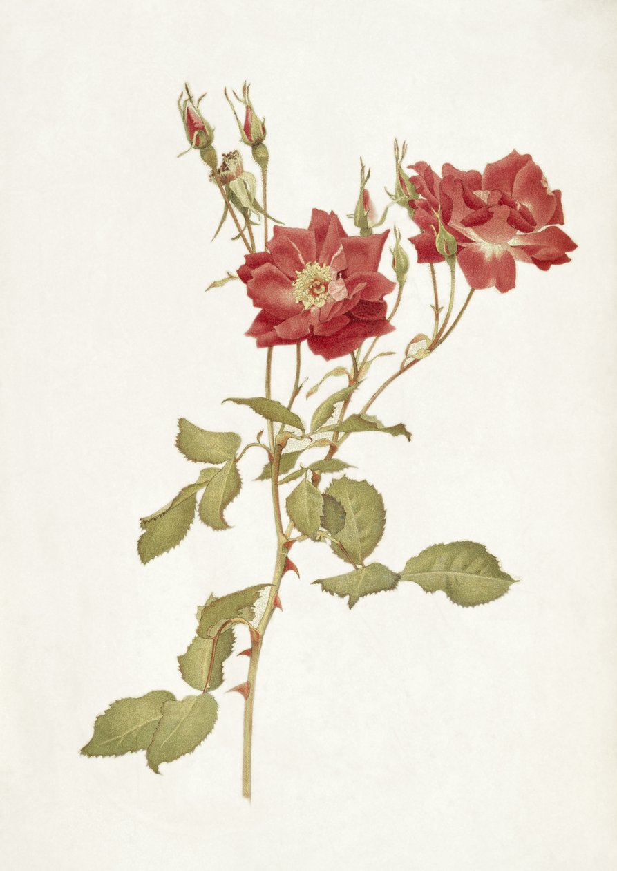 Rose: Bourbon av Alfred Parsons