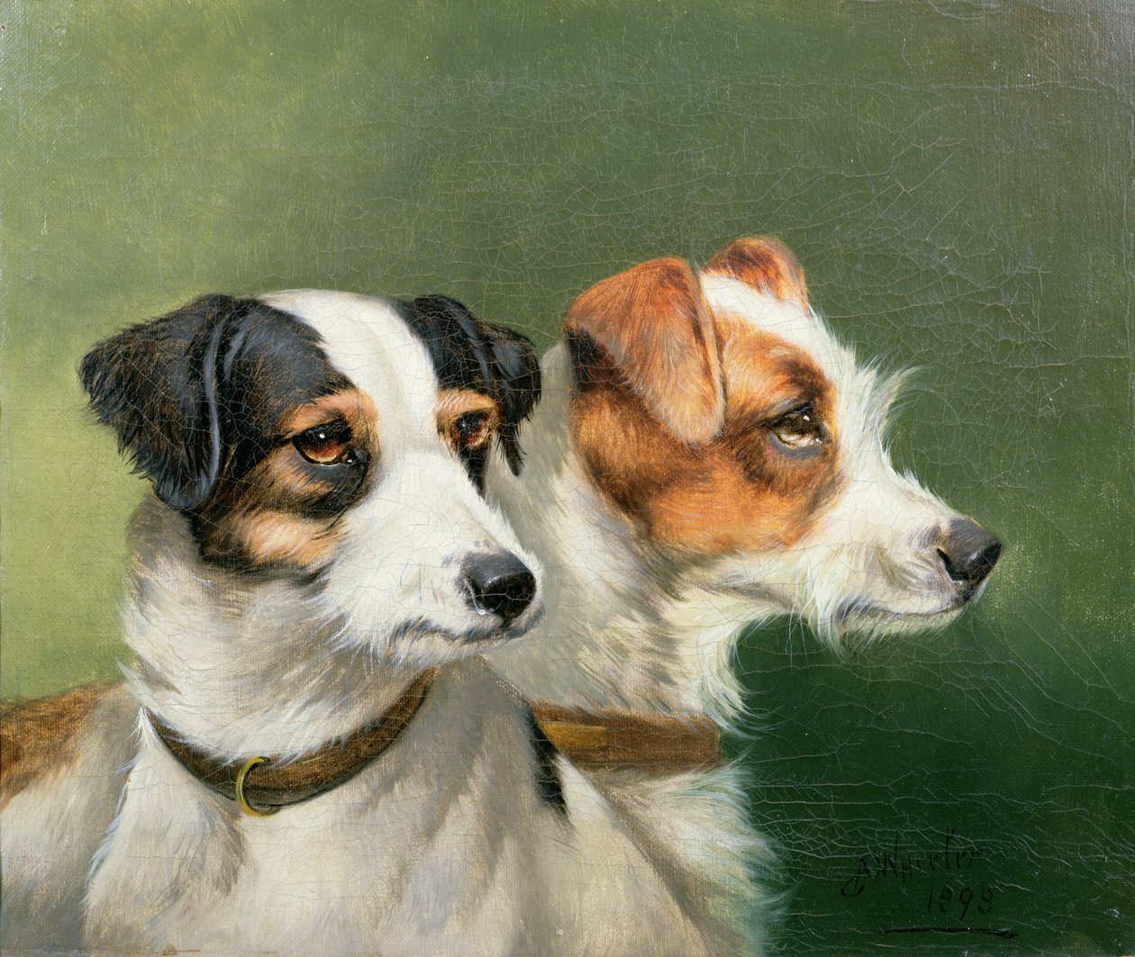 To Fox Terrier, 1898 av John Alfred Wheeler