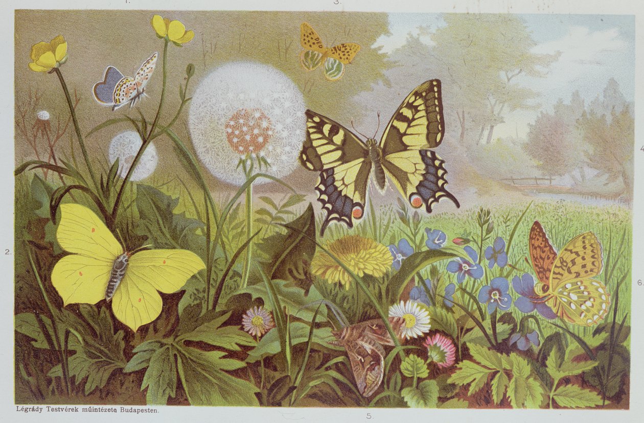 Sommerfugler, illustrasjon fra en ungarsk naturhistorisk bok, ca. 1900 av Alfred Brehm