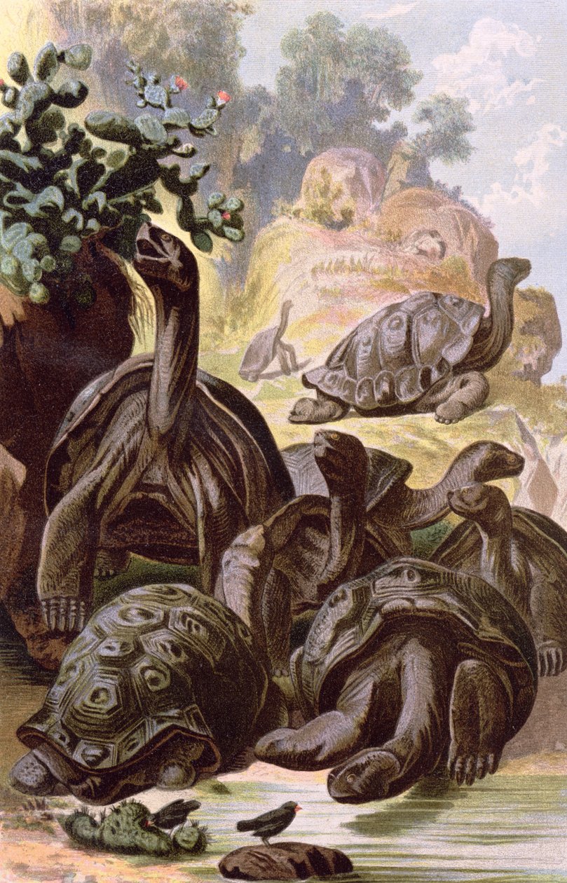 Kjempeskilpadder fra Galapagosøyene, fra en naturhistorisk bok, 1887 av Alfred Brehm