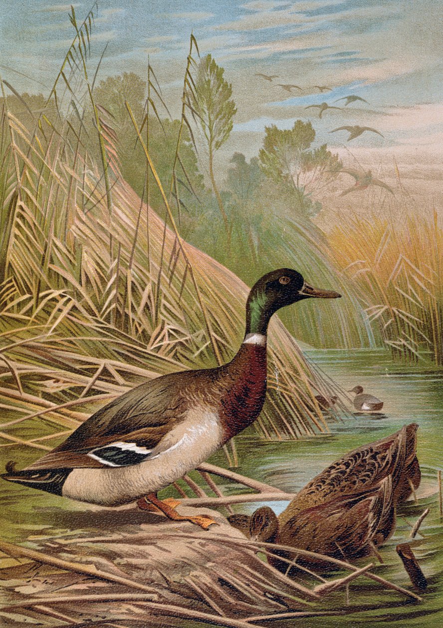 Stokkander, illustrasjon fra en ungarsk naturhistorisk bok, 1904 av Alfred Brehm
