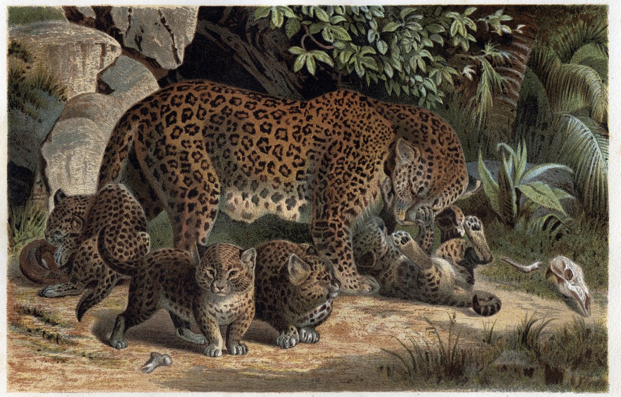 Panthere and its young - Panthera, fra "Brehm