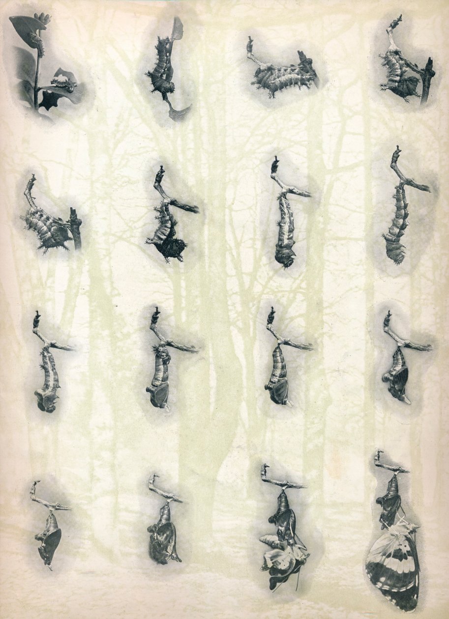 The Evolution of a Caterpillar, c1910, 1911 av Alfred Harold Bastin