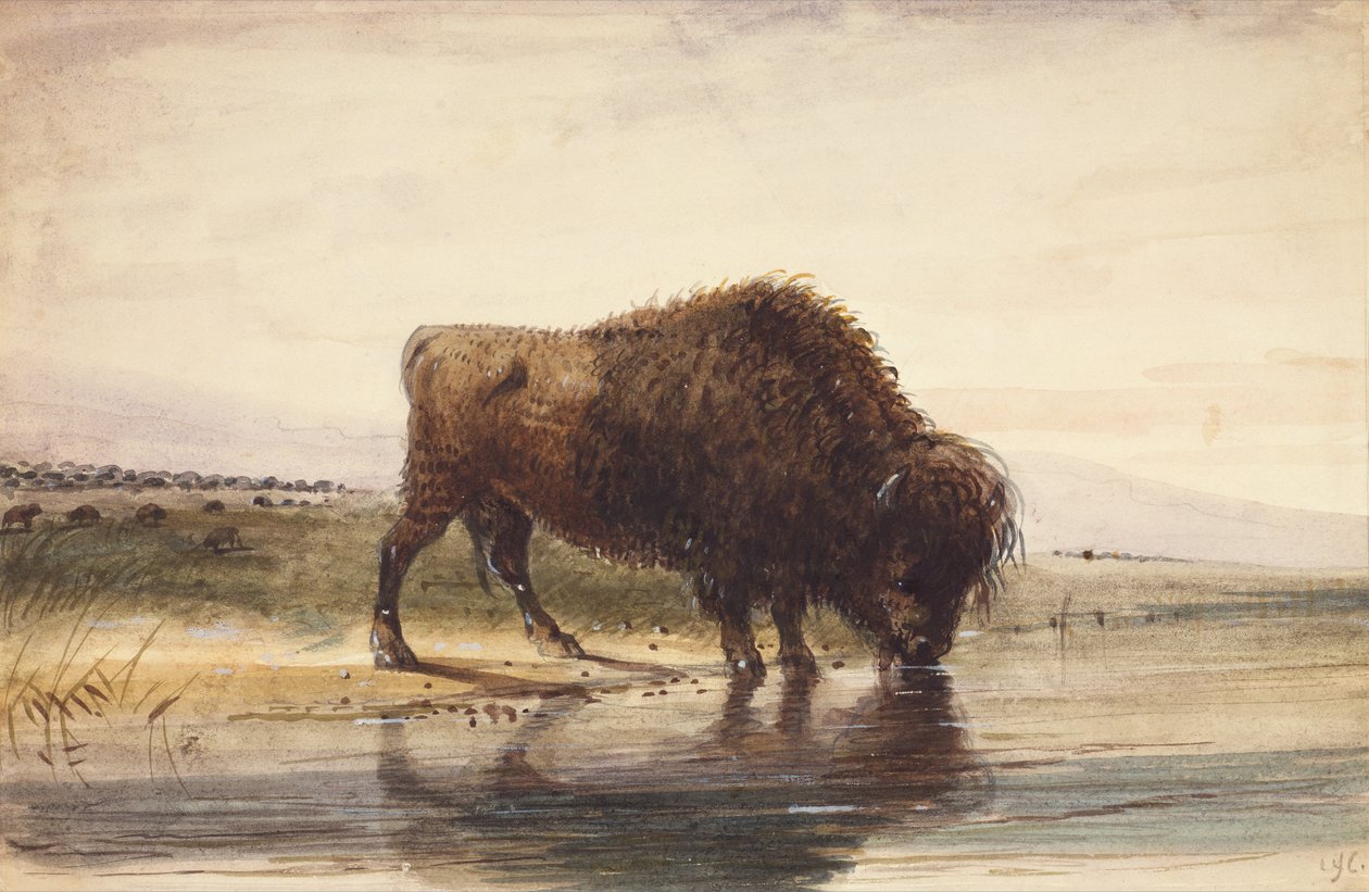 Bull Buffalo, ca. 1837 (akvarell på papir) av Alfred Jacob Miller