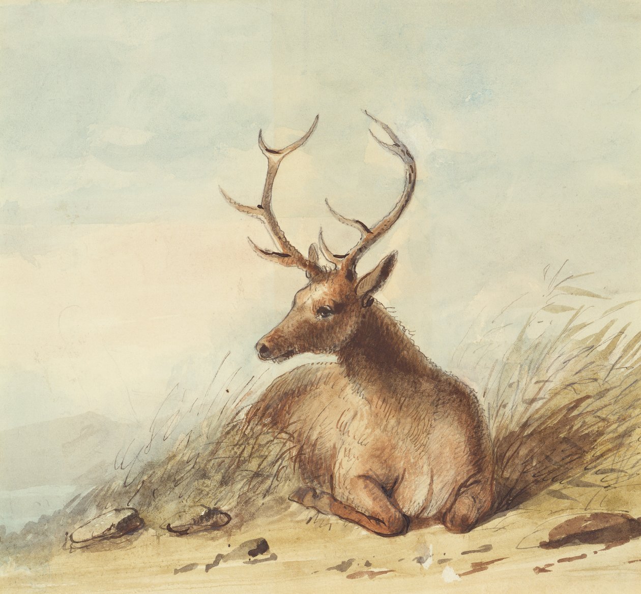Elk, Rocky Mountains, ca. 1837 (blyant, penn og blekk og akvarell på papir) av Alfred Jacob Miller