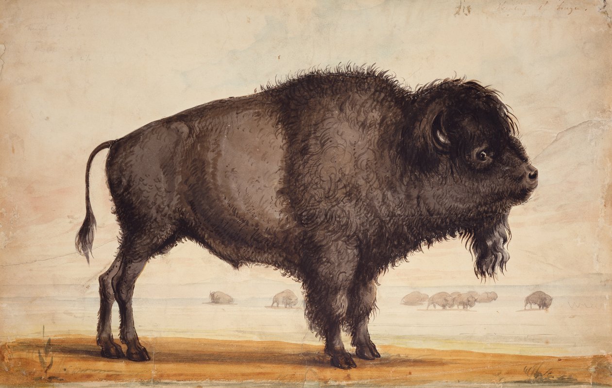 Scenting the Breeze, ca. 1837 (akvarell på papir) av Alfred Jacob Miller