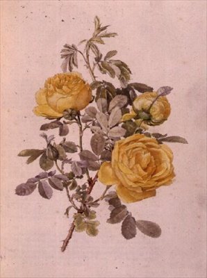 Rosa slekt, nr. 10, 755, ca. 1910 av Alfred Parsons