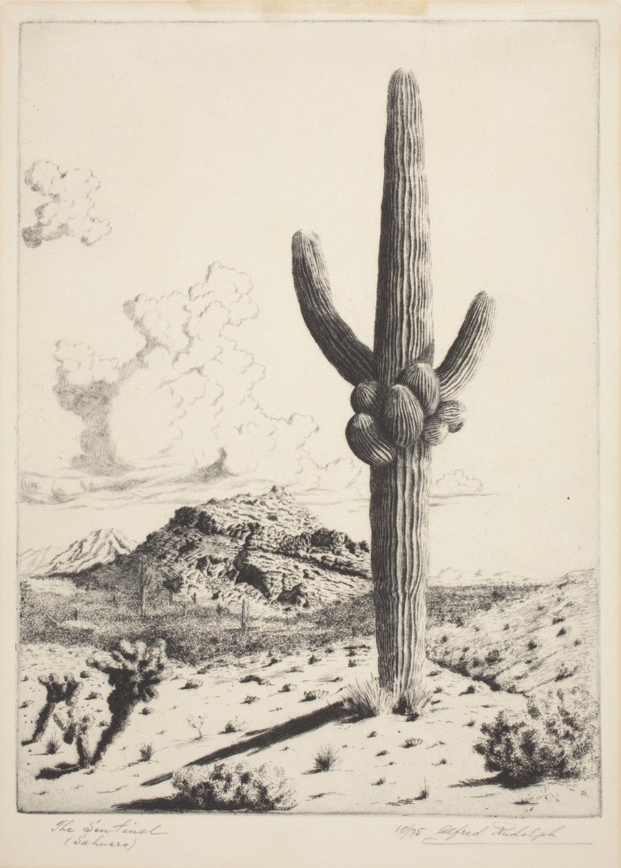 The Sentinel (Sahuaro) (etsing og akvatint) av Alfred Rudolph Waud