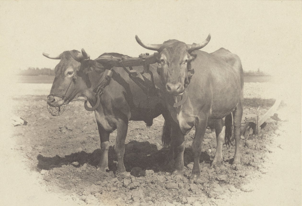 En idyll av Alfred Stieglitz