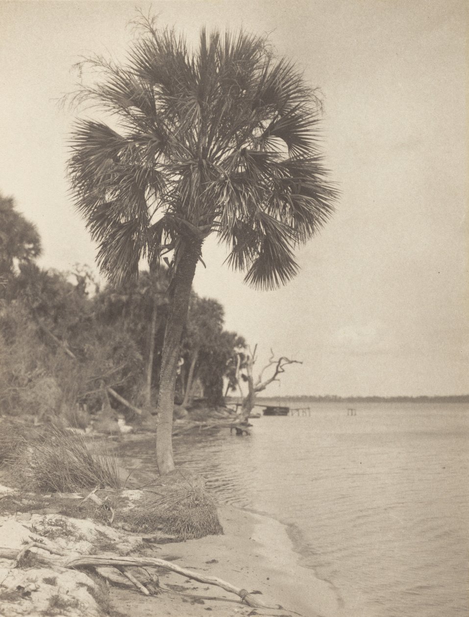 I Rockledge, Florida av Alfred Stieglitz