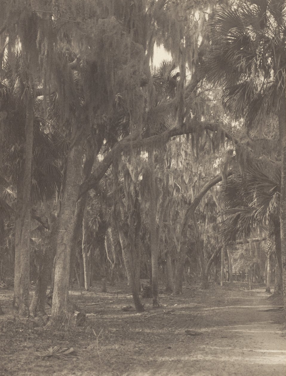 I Rockledge, Florida av Alfred Stieglitz
