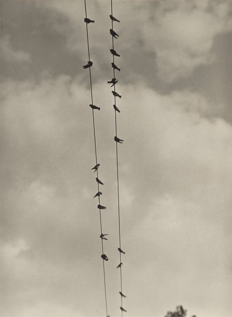 Fugler av Alfred Stieglitz