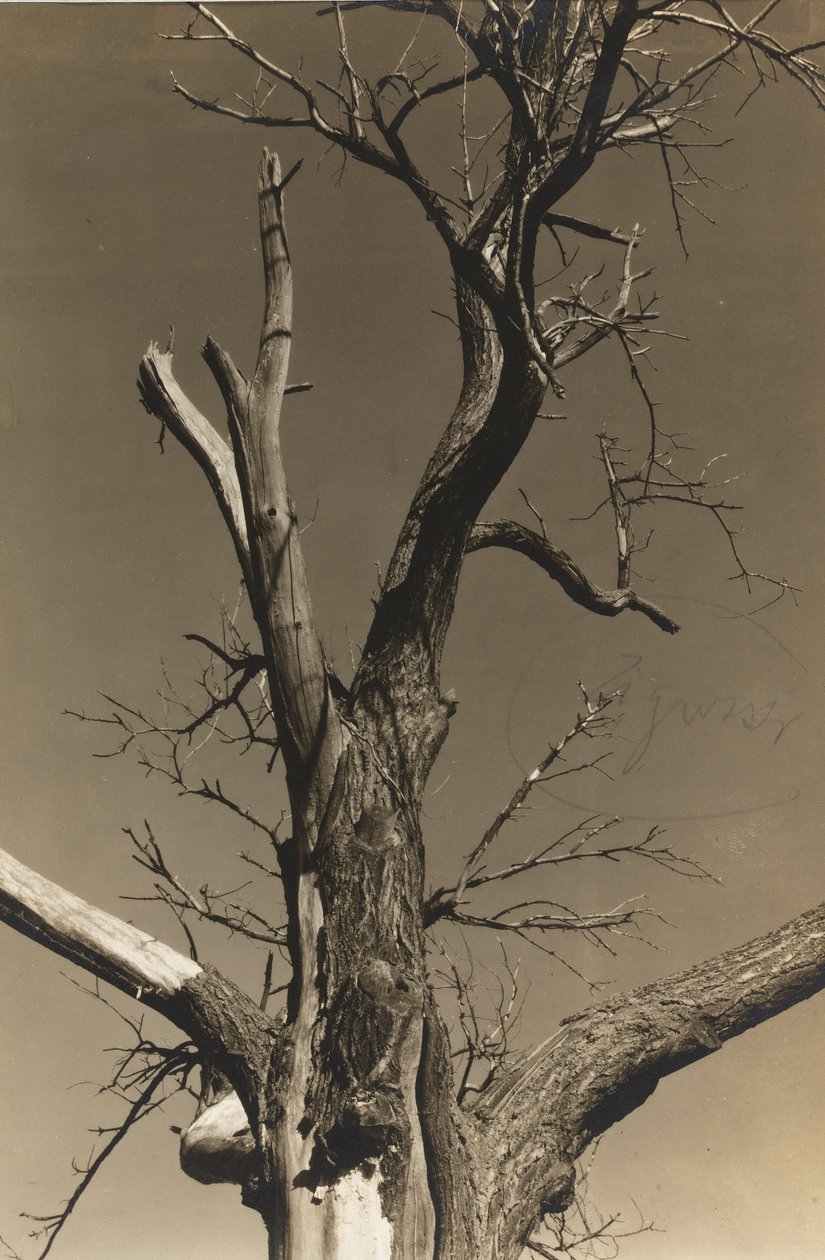 Dying Chestnut Tree (verso) av Alfred Stieglitz