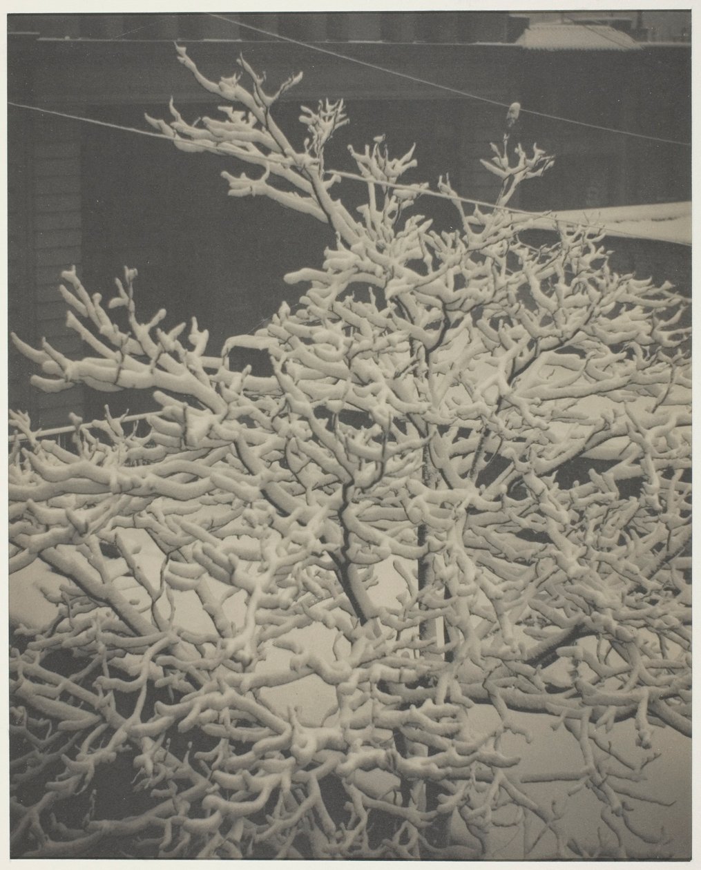 Fra bakvinduet "291" snødekket tre, bakgård av Alfred Stieglitz