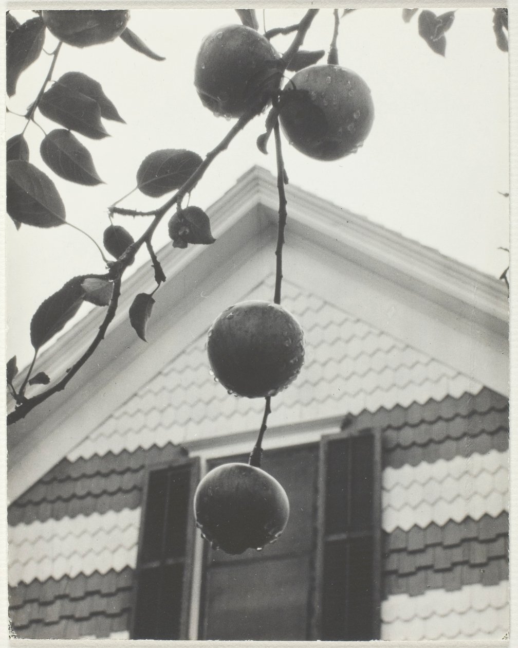 Gavl og epler av Alfred Stieglitz