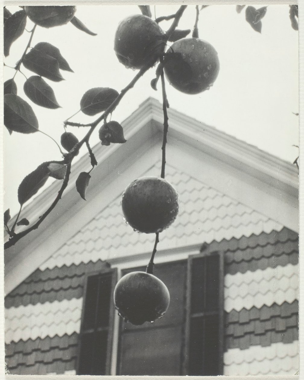 Gavl og epler, 1922. av Alfred Stieglitz