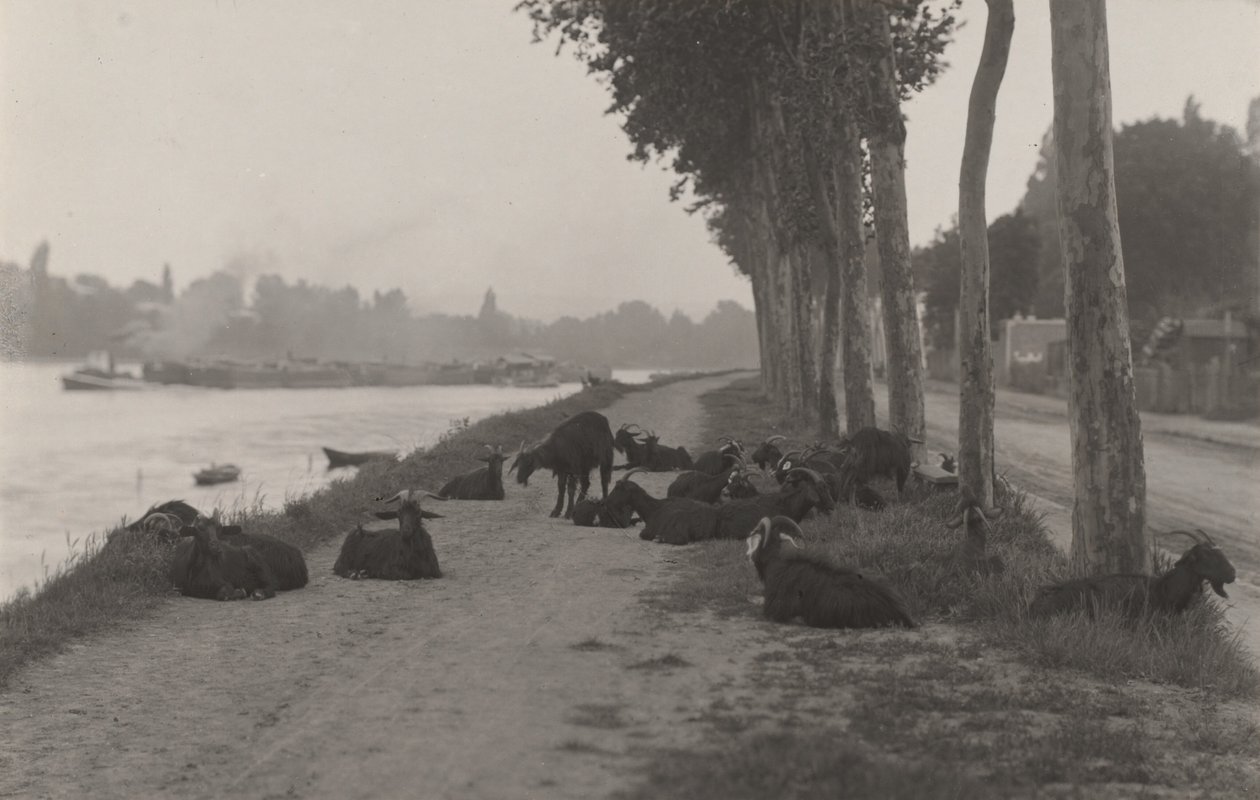 Geiter utenfor Paris av Alfred Stieglitz