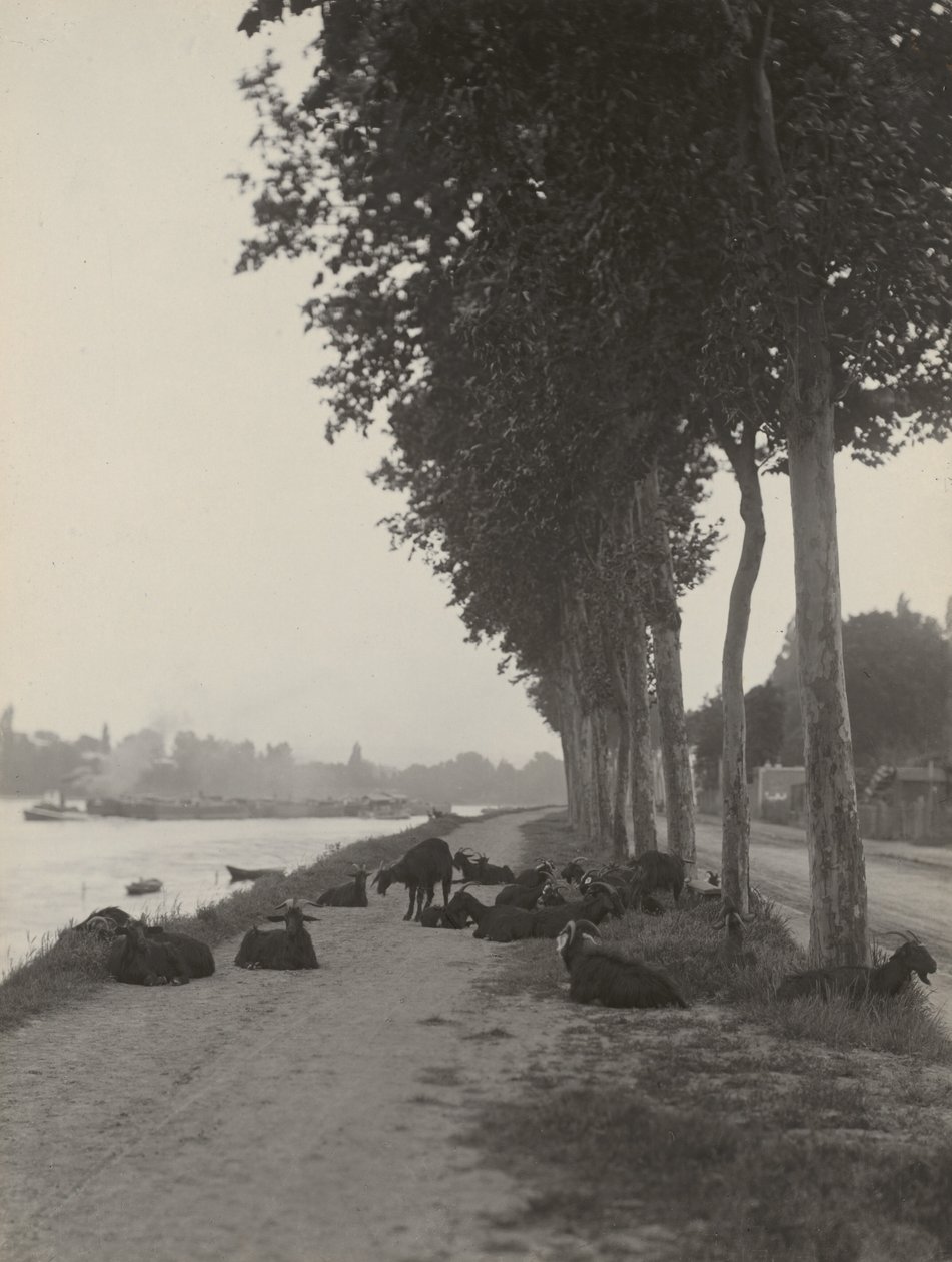 Geiter utenfor Paris av Alfred Stieglitz